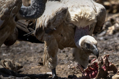 Close-up of birds on field
