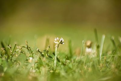 Close-up of flowers blooming on field