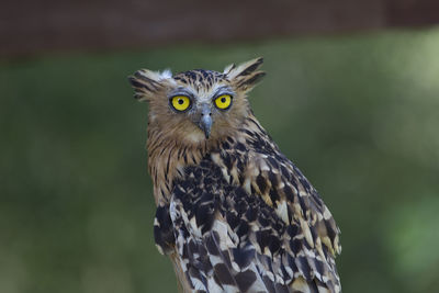 Close-up portrait of owl