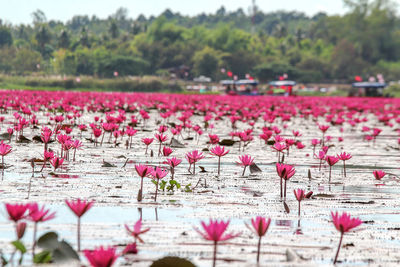 Close-up of pink water lily on field