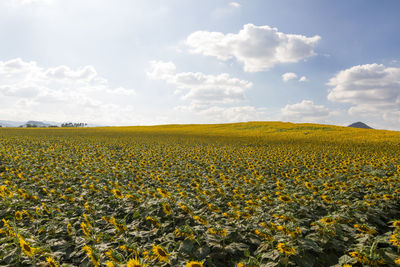 Scenic view of sunflower field against sky