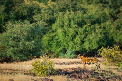 Side view of horse on field in forest