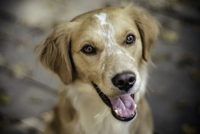 Close-up portrait of a dog