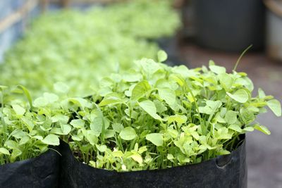 Close-up of potted plant