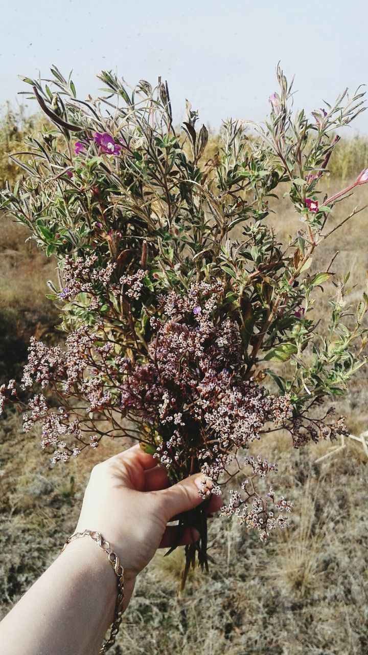 CLOSE-UP OF WOMAN HAND FLOWERS