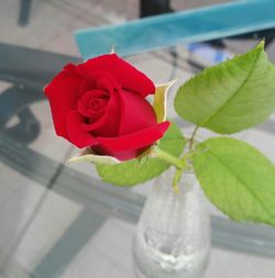 Close-up of rose in vase