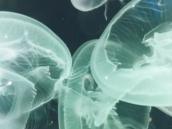 Close-up of jellyfish in sea