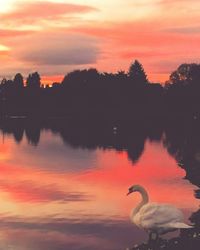 Silhouette swan swimming in lake against orange sky
