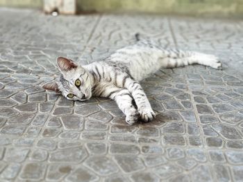 High angle view of tabby resting on floor