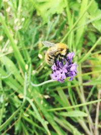 Close-up of bee on purple flower