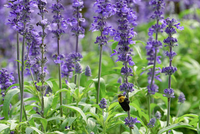 Close-up of bee pollinating on purple flower