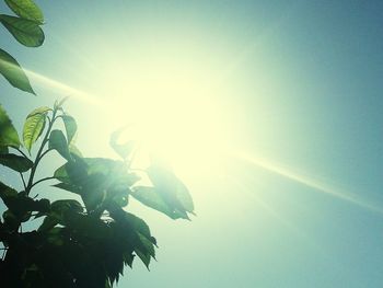 Low angle view of plants against clear sky