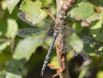 Close-up of insect on leaf