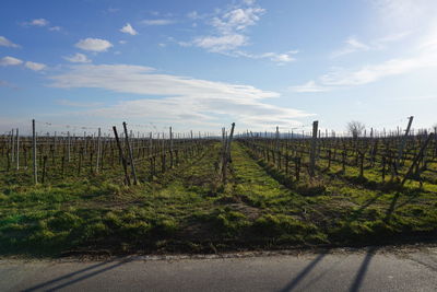 View of vineyard against sky