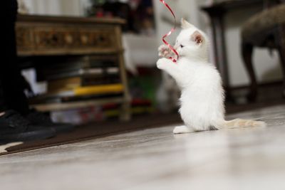 Close-up of cat sitting on table at home