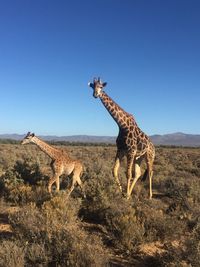 Giraffe standing on landscape against clear blue sky