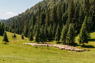 View of sheep grazing on field