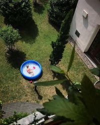 High angle view of girl in wading pool in yard