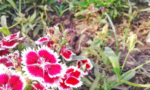 Close-up of pink flowers blooming outdoors