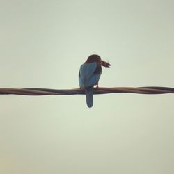 Low angle view of birds perching on wall