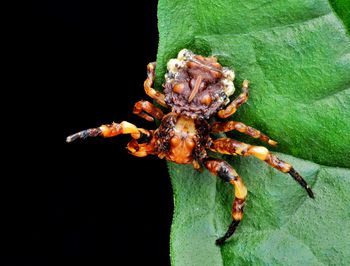Close-up of insect over sea against black background