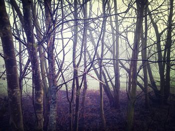 Bare trees in forest