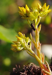 Close-up of yellow flowering plant