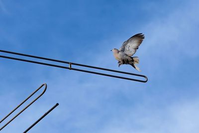 Low angle view of bird flying in sky