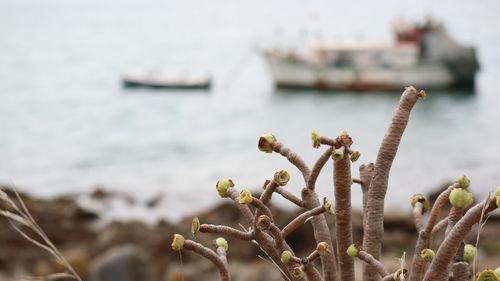 Close-up of plant on beach