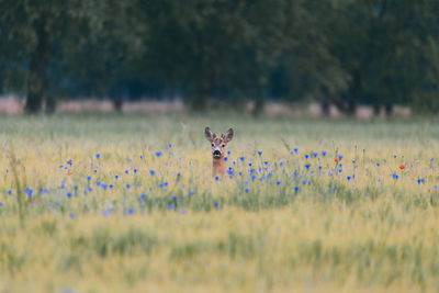 Cheetah running on field