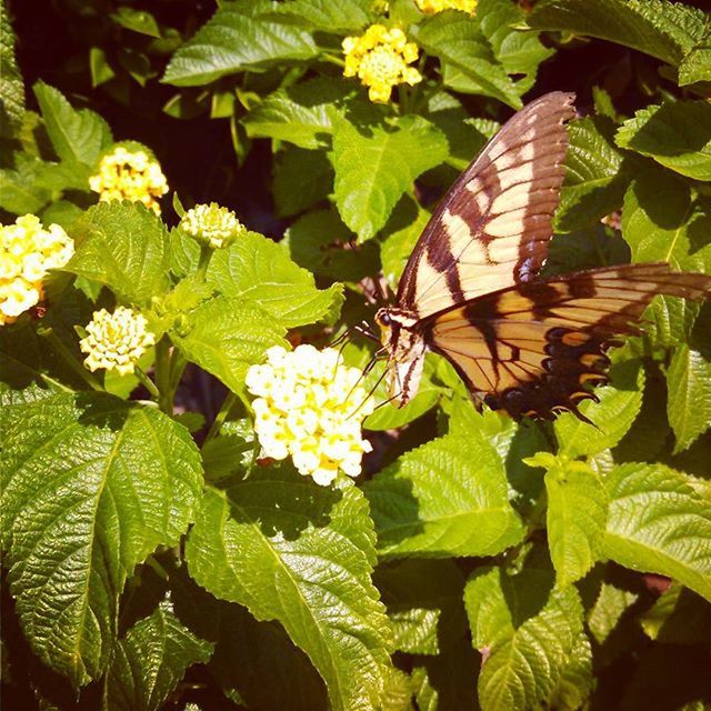 one animal, insect, animal themes, animals in the wild, flower, wildlife, butterfly - insect, butterfly, leaf, freshness, fragility, growth, plant, beauty in nature, pollination, petal, nature, close-up, green color, perching