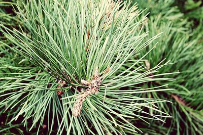 Close-up of pine tree