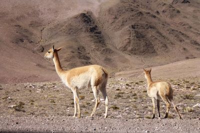 Sheep standing in a desert