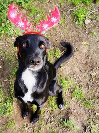 High angle portrait of a dog