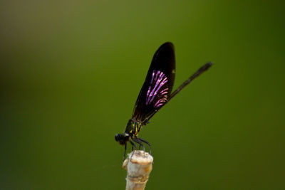 Butterfly on leaf