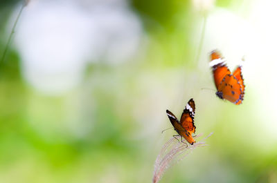 Close-up of orange butterflies by plant