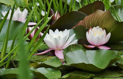 Close-up of lotus water lily in lake