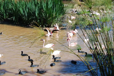 High angle view of birds in water