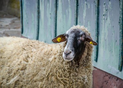 Close-up of an animal