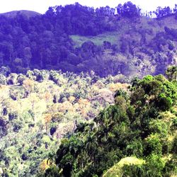 View of trees in forest