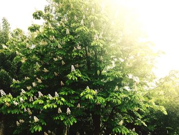 View of plants against clear sky