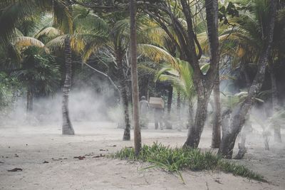 Palm trees on field