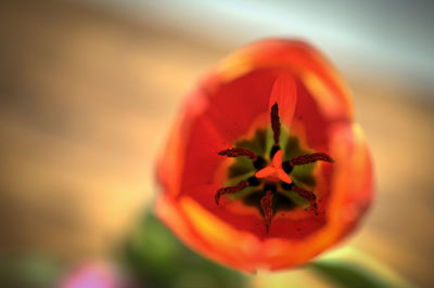 Close-up of red flower