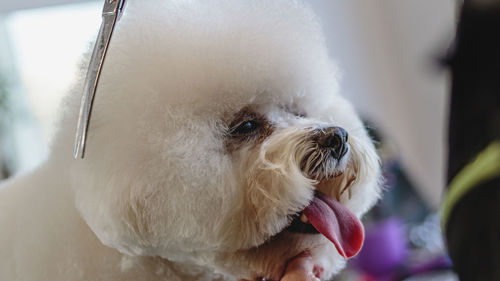 Dog grooming and getting professional service at pet salon by groomer