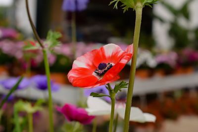 Close-up of red rose flower