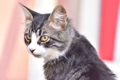 Close-up portrait of cat
