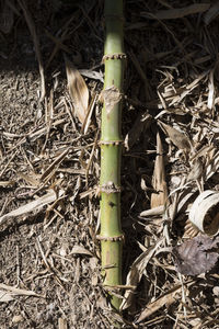 High angle view of bamboo plants on field