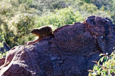 Close-up of lizard on rock