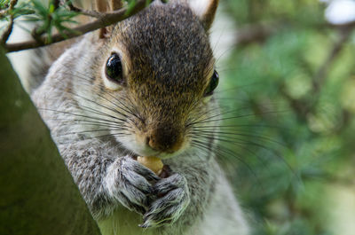 Close-up of squirrel outdoors