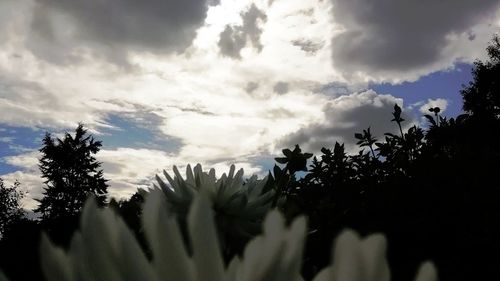 Low angle view of silhouette trees against sky